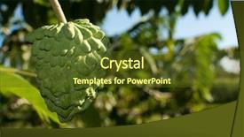  Presentation with fruit tree - Beautiful PPT theme featuring suggar apple tree tropical fruit backdrop and a tawny brown colored foreground
