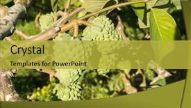  Presentation with fruit tree - Presentation design featuring suggar apple tree tropical fruit background and a yellow colored foreground