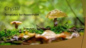  Presentation with fungus - PPT theme consisting of suillus-luteus-fungus background and a gold colored foreground