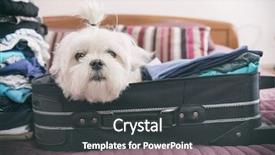  Presentation with dog adolescents - Colorful PPT theme enhanced with suitcase or bag wearing sunglasses backdrop and a dark gray colored foreground