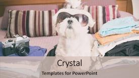  Presentation with bag iv fluid - Beautiful presentation theme featuring suitcase or bag wearing sunglasses backdrop and a soft green colored foreground