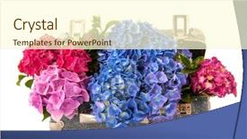  Presentation with hydrangea - Slide deck enhanced with suitcase with colorful hydrangea flower background and a cream colored foreground