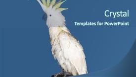  Presentation with white pigeon against the blue - Presentation theme enhanced with sulphur - side view of a cockatoo background and a ocean colored foreground