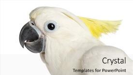  Presentation with sulphur - Slides having sulphur-crested cockatoo cacatua galerita background and a lemonade colored foreground