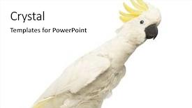  Presentation with sulphur - Presentation featuring sulphur-crested cockatoo cacatua galerita background and a white colored foreground
