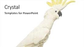  Presentation with sulphur - Audience pleasing slide set consisting of sulphur-crested cockatoo cacatua galerita backdrop and a white colored foreground