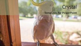  Presentation with sulphur - Audience pleasing PPT theme consisting of sulphur-crested cockatoo cacatua galerita backdrop and a mint green colored foreground