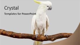  Presentation with sulphur - Amazing slide deck having sulphur-crested cockatoo cacatua galerita backdrop and a light gray colored foreground