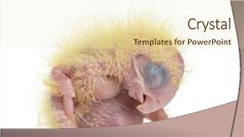  Presentation with sulphur - Beautiful PPT layouts featuring sulphur-crested cockatoo chick cacatua backdrop and a lemonade colored foreground