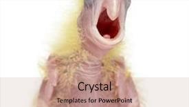  Presentation with old days - Slide deck with sulphur-crested cockatoo chick calling background and a coral colored foreground