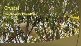  Presentation with black white tree - Beautiful PPT theme featuring sulphur crested cockatoo white bird backdrop and a tawny brown colored foreground