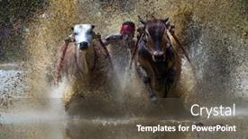  Presentation with pacu - Cool new PPT layouts with sumatera-august-24-a-jockey backdrop and a tawny brown colored foreground