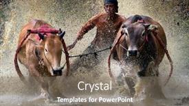  Presentation with pacu - Colorful PPT theme enhanced with guitarists - blurred image of guitarist backdrop and a wine colored foreground