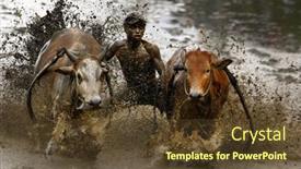  Presentation with pacu - Amazing slide deck having sumatera-february-11-a-jockey backdrop and a tawny brown colored foreground