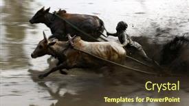  Presentation with pacu - Colorful PPT theme enhanced with sumatera-february-11-a-jockey backdrop and a tawny brown colored foreground