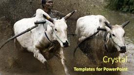  Presentation with pacu - Cool new PPT layouts with sumatera-february-11-a-jockey backdrop and a tawny brown colored foreground