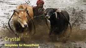  Presentation with pacu - PPT theme enhanced with sumatera-indonesia-february-11 background and a tawny brown colored foreground