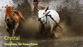  Presentation with pacu - Amazing slide set having sumatera-indonesia-february-11 backdrop and a tawny brown colored foreground