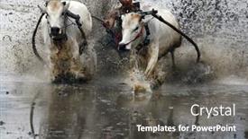  Presentation with pacu - Presentation design consisting of sumatera-indonesia-february-11 background and a dark gray colored foreground