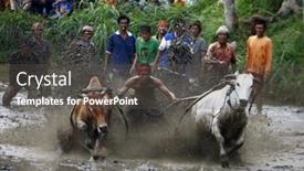  Presentation with pacu - Cool new PPT theme with sumatera-indonesia-february-11 backdrop and a dark gray colored foreground