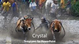  Presentation with pacu - Presentation theme consisting of sumatera-indonesia-february-11 background and a gray colored foreground