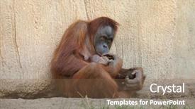  Presentation with newborn baby - PPT theme with sumatran orangutan pongo abelii background and a violet colored foreground