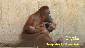  Presentation with newborn baby - Cool new PPT layouts with sumatran orangutan pongo abelii backdrop and a tawny brown colored foreground