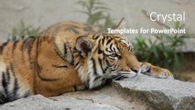  Presentation with tiger - PPT theme having sumatran-tiger-cub-panthera-tigris background and a gray colored foreground