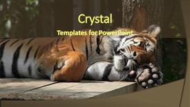  Presentation with sumatran tiger panthera tigris sumatrae - Presentation theme consisting of sumatran tiger panthera tigris sumatrae background and a tawny brown colored foreground