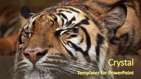  Presentation with tiger - Colorful slide deck enhanced with sumatran tiger panthera tigris sumatrae backdrop and a tawny brown colored foreground