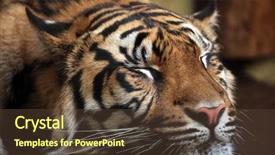  Presentation with sumatran tiger panthera tigris sumatrae - Amazing PPT theme having sumatran tiger panthera tigris sumatrae backdrop and a tawny brown colored foreground