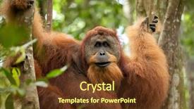  Presentation with liana - Theme having sumatran wild orangutan hanging background and a tawny brown colored foreground