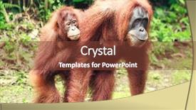  Presentation with animal - Audience pleasing PPT layouts consisting of sumatrian orangutan female and cub backdrop and a tawny brown colored foreground