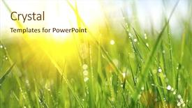  Presentation with dew - Slide deck with summer - grass fresh green spring grass background and a cream colored foreground