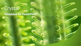  Presentation with sago - Beautiful slide deck featuring summer-background-of-the-curled backdrop and a shamrock green colored foreground