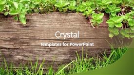  Presentation with green leaves - Amazing PPT layouts having summer background with old wooden backdrop and a coral colored foreground