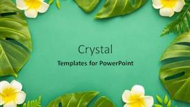  Presentation with frangipani flowers - Presentation theme with summer-background-with-tropical-frangipani background and a seafoam green colored foreground