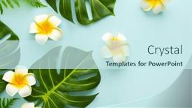  Presentation with frangipani flowers - Slides consisting of summer-background-with-tropical-frangipani background and a cool aqua colored foreground