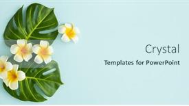  Presentation with frangipani flowers - PPT theme featuring summer-background-with-tropical-frangipani background and a sky blue colored foreground
