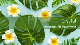  Presentation with frangipani flowers - Presentation theme consisting of summer-background-with-tropical-frangipani background and a forest green colored foreground