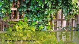  Presentation with leaves - Audience pleasing PPT theme consisting of summer-background-with-tropical-tree backdrop and a gold colored foreground