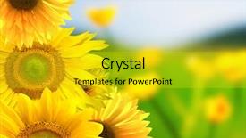  Presentation with summer - Audience pleasing PPT layouts consisting of summer banner backdrop and a yellow colored foreground
