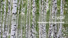  Presentation with birch bark - Colorful PPT layouts enhanced with summer birch wood backdrop and a gray colored foreground