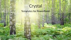 Presentation with summer sun - Audience pleasing PPT theme consisting of summer birch woods with sun shining backdrop and a soft green colored foreground