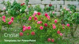  Presentation with fragrant - PPT layouts featuring summer-blossom-of-fragrant-colorful background and a  colored foreground