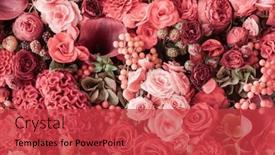  Presentation with pastel - Slide set featuring summer-blossoming-delicate-petals background and a red colored foreground