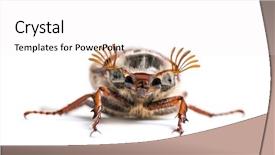  Presentation with common cold cough - Colorful PPT theme enhanced with summer chafer or european june backdrop and a white colored foreground