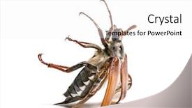  Presentation with common cold cough contagious virus - Presentation having summer chafer or european june background and a white colored foreground