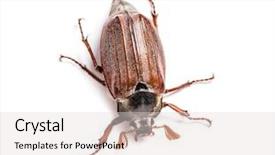  Presentation with common cold cough - PPT theme featuring summer chafer or european june background and a light gray colored foreground