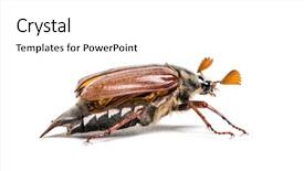  Presentation with common cold cough - Cool new presentation with summer chafer or european june backdrop and a white colored foreground